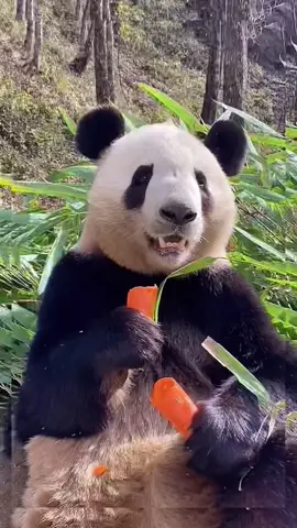 #panda🐼 #foryou #tiktok #panda #eating 