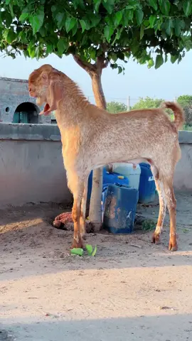 Shoq say Ma shaa Allah  4 teeth سمندر  @Pirzada Goat Farm #animals #goat #animallover #biggoat #breeder #breedin #farming #animalsoftiktok #viralvideo #viral #foryou #foryoupage #omg #viral 