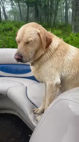 Needless to say Dierks was not a fan of the rainstorm he got caught in on the boat 😂 #labsoftiktok #yellowlab #upnorth #northernmichigan 