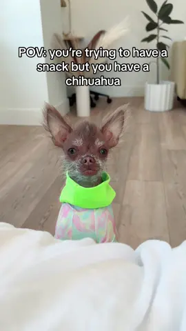 The snack tax is too real 🥹🐕 #dogsoftiktok #hairlesschihuahua #dogtok #dogmomstruggles #dogs #dogsoftiktok #chihuahuastiktok #chihuahuas #thecheesetax #dogvideos my hairlesd chihuahua dog never misses the sound of a chip bag opening 