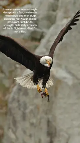 Have you ever seen an eagle decapitate a fish, swallow its head whole and then slurp down the rest? Such skilled precision! Such brutal strength! Definitely a master of the in flight meal. Glad I’m not a fish. #eagle #bird #marksmithphotography 