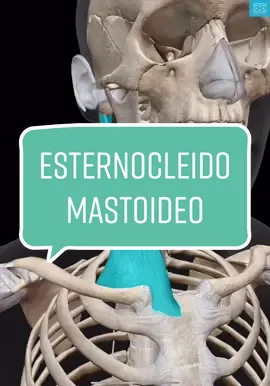 Músculo Esternocleidomastoideo #medicina #anatomia #esternocleidomastoideo #fypシ #anatomy #muscle 