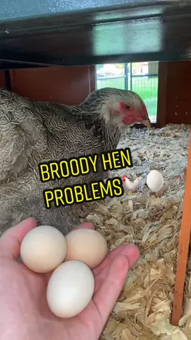 Some chickens just arent fit for motherhood😅🐓 #foryou #chickens #backyardchickens #farmlife 
