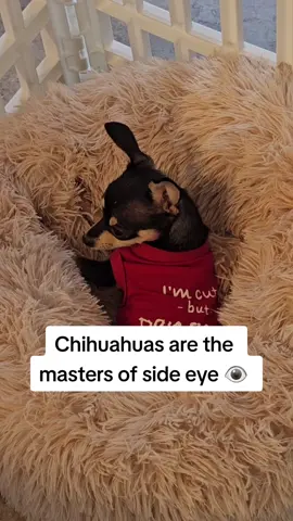 Chihuahua's side-eye game: stronger than your morning coffee. ☕️ #SassyChihuahua #thechisociety #KetoTheChihuahua #puppy #cute #chihuahuastiktok #chihuahuas #chihuahua #foryou #funnyvideos 
