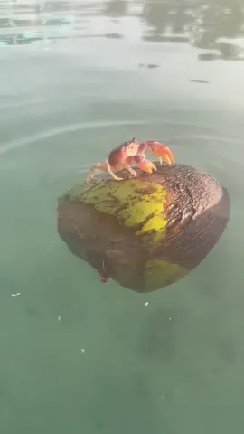 🦀 🌊 Need an escape from the daily grind? Check out this adorable crab living its best life on a coconut float in the ocean! 🥥 🌴 Let this little guy inspire you to take a break and dive into some me-time. 🌊💆‍♀️ Tag a friend who needs a vacation ASAP! #OceanEscape #CoconutFloat #CrabLife #BeachVibes #VacationModeOn