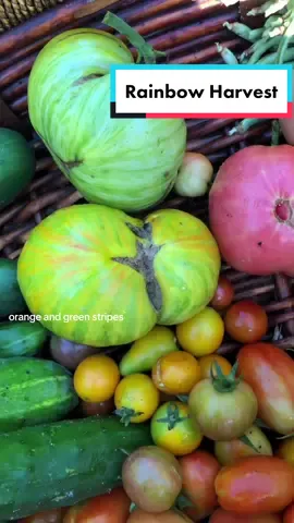 Rainbow harvest 🌈 #rainbow #harvest #harvestbasket #noodlebeans #tomatoes #peppers #cucumber #strawberries #berries #yum #garden #gardentok #garden101 #gardentips #gardening #gardeningtok #gardening101 #gardeningtips #Homestead #homesteadtok #homesteadlife #homesteading #farm #farmtok #farmlife #wholesome #positive #vibes #plants #greenthumb #victorygarden #veggiepatch #berrypatch #growagarden #growfood #growfoodnotlawns #comealong #comealongwithme  #fyp #fypage #foryou #foryoupage #viral 