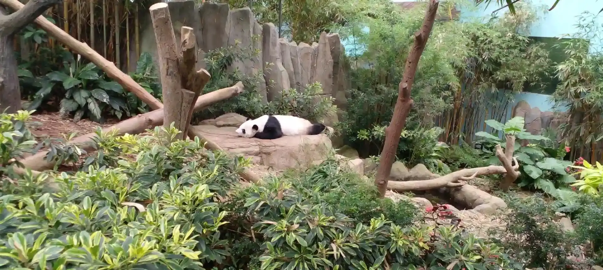 panda singapore#kai kai.. jia jia..lele#river wonder#mandai