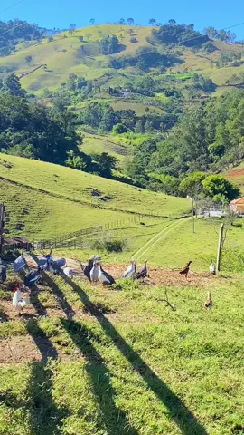 🌿 Angolinhas 🐓🌿🌿🍃🌾 . . . . . . . . #foryou #minas #minasgerais #roça #roçaafazenda #roçainhouse #roçacaipira #roçafazenda #roçafazenda #fazenda #rural #rurallife #caipira #sertanejo #minasgeraisbrasil #galinhadaangola #galinhadangola #galinhadaangolabranca 