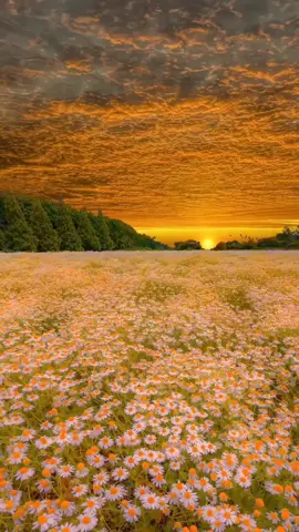 Beautiful Sunset 🌅 #nature #fyp #peacefulwalks #beauitful #fypシ #vibes #aestheticvideos #foryoupage 