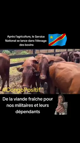 #RDC #KANIAMAKASESE: De la viande fraîche pour nos militaires et leurs dépendants  #kinambiance #foryou #fy #fypシ゚viral #foryoupage #videoviral #tiktokviral #congopositif #fardc #servicenational 