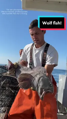 Tik tok, we’re trained professionals! 🤓Who remembers this monster from last year?! Still no wolf fish this year. Maybe we’ll see one soon! #maine #ocean #lobster #lobsterfishing #commercialfishing #lobstertok #fy #fyp #fishing #seafood #educate #interesting #DidYouKnow #coolcatch 