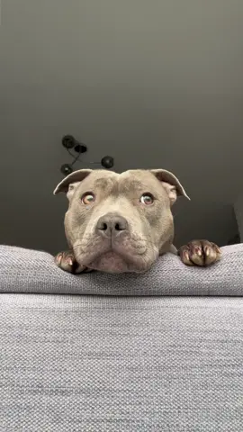 I just a baby🥹#staffy #mylathebluestaffy #mylaslife #bluestaffy #bigbaby #ijustababy #staffylove #staffypuppy #staffysmile #staffylovers #staffymoments #staffylife #dogtrend #viraldog #beautifulbully #staffysoftiktok #doglovers #bluestaffypuppy 