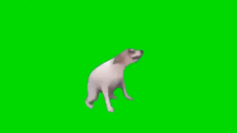 Free Green Screen Dancing Dog. #CapCut #greenscreen #greenscreenvideo #freegreenscreen #greenscreendog #greenscreendancingdog #dancingdog #foryoupage 