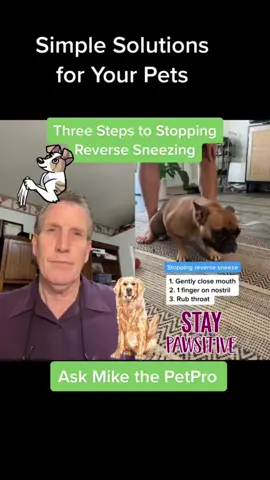 #reversesneezingdog #sneezingdog #petcaretips #reversesneezing#holisticpet 