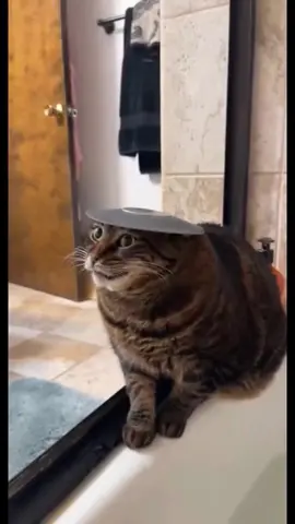 Very silly animals #funny #funnyanimals #funnyvideos #cat #catsoftiktok #dog #dogsoftiktok 