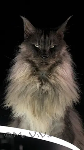 A Prince of darkness. #mainecoon #cat #mrvivo #felisgallery 