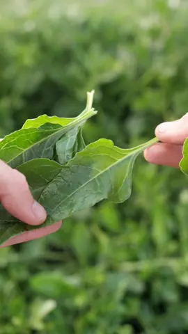 A lot of wild edibles come the under the 'salad' category, but not this. Sea Beet is a proper green veggie and l've been eating loads of it. If you live on the coast, this is a plant to know. #foraging #seabeet #coastalforaging