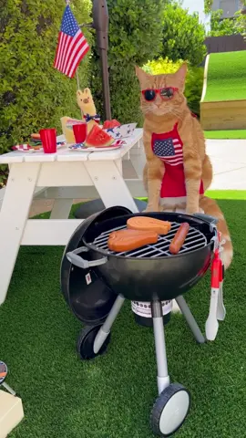 Grilling’ and Chillin’ on the 4th of July! 🐱❤️🌭🍔🍗🥗🌽🥤 #happy4thofjuly #bbq #catsoftiktok #tiktokcats #grilled #food #bbqnation #meatlover #instagood #bbqlovers #yummy #bbqfood #grilling #chillin #cat #delicious #tasty #bbqlife #video