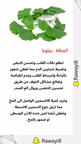 @روائع الطبيعة #الجنكا علاج الخرف والنسيان #paidemenina #paidads #وصفات_طبيعية #فوائد_الاعشاب #اعشاب_طبيعيه #اكسبلورexplore #fyp #صحة_تغذية #viral #البحرين #fouryou #paidadsh #اللبان_الذكر علاج_الخرف@روائع الطبيعة 