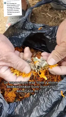 Respuesta a @soleta_m Es hora de plantar mis queridos nietos la flor más bonita de México. #cocinandoconlauren #misqueridosnietos #flordemuerto #cempasuchil #flordecempasuchil #campo 