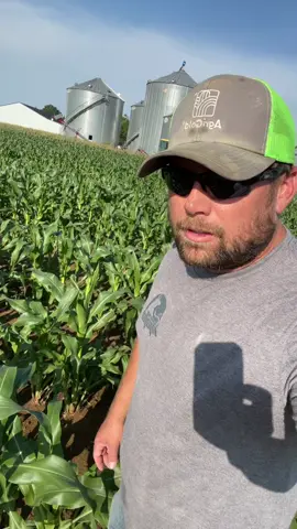#kneehigh #july4th #farming #corn 