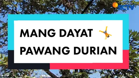 DURIAN MONTHONG ALA ALA FTV GITUUHH😁#kharismaagri #monthong #musangkingindonesia #ทุเรียน #fyp #duriantraveler 