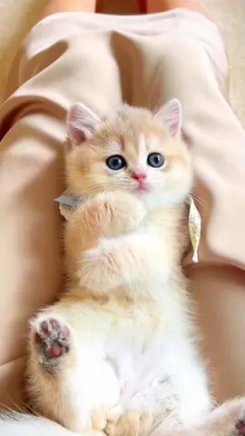 😘#socute #catsoftiktok #lovecat #kitty #cat #funny #fyp 