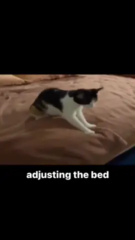 nice and comfy #catsoftiktok #catmeme #catsoftiktok