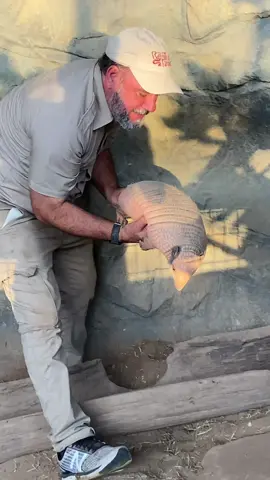 These are better than armadillos! These guys are awesome. They this have “armor”as a form of protection from predators!  ##armadillo##awesome##reptiles##beautiful##strong