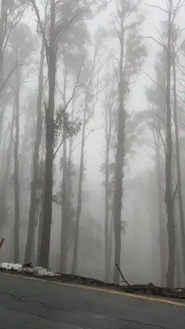 the scenic drive up to Mt Buller screams of Folklore #folklore #taylorswift #swiftie #melbourne #mtbuller #aesthetic #winter #chilly #foggy #discover #roadtrip #tiktokaus #tiktokmelbourne #nature #adventure 