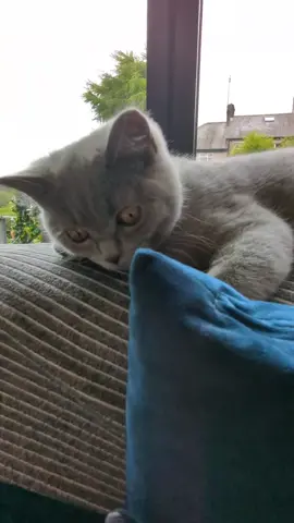 #lovemykitty #mrchoudhry😻 #fyp #catlovers #fypシ゚viral #tabbasam321 