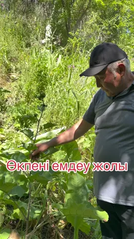 Ошаған шөбі,бізде кәріқыз дейді.Орысша лопух. #лопух #кәріқыз #ошаған #халықемі #халықемінұрқаділ 