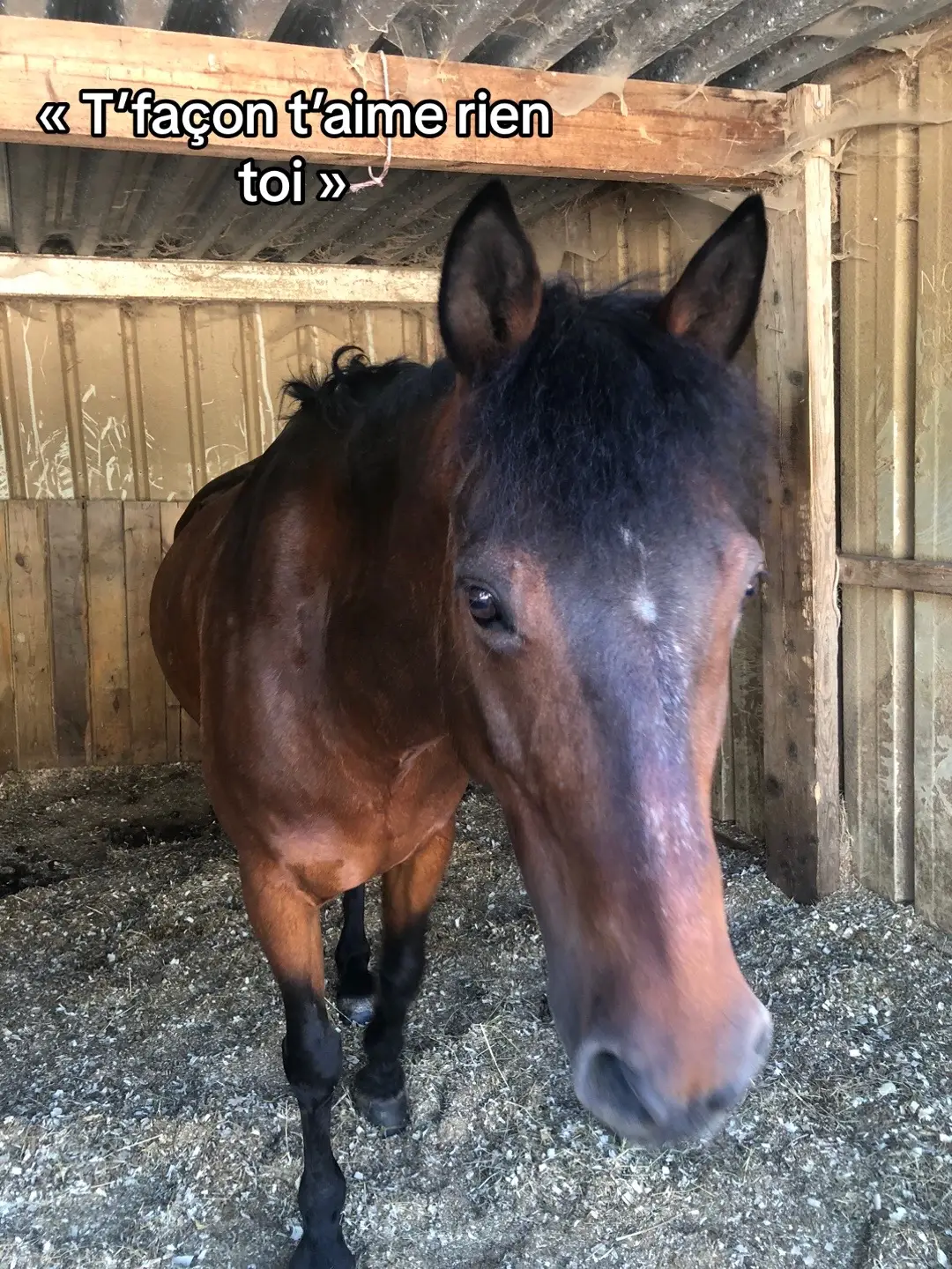 #CapCut #pourtoi #pourtoii #pourtoipage #fyp #equitation #equestrian #trendingcheval #ecuriedesfrenes #cheval 