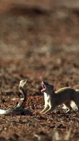 Consider this snoot significantly booped. ⁣ ⁣ When mongooses and cobras face off, the outcome is entirely unpredictable. Although the mongoose initiated this skirmish, it came off second best. Thankfully mongooses have a certain level of tolerance for snake venom and this one scuttled off relatively unscathed.⁣ ⁣ Footage from ‘Speed Kills: Desert’ (available free in selected territories on Rakuten TV and LG)⁣ ⁣⁣ #mongoose #cobra #amazinganimals #EarthTouchTV #wildlife #nature #wildlifedocumentaries #naturedocumentaries #wildanimals #live_love_wildlife #animals #natureaddict #fyp