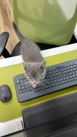 Oops, I think I caught this hard worker on his lunch break 😅  #cats #catsoftiktok #catlover #humanesocietyofcharlotte #humanesociety #foryou #fypシ #foryoupage #fyp #kitten #kittensoftiktok #kittenlove 