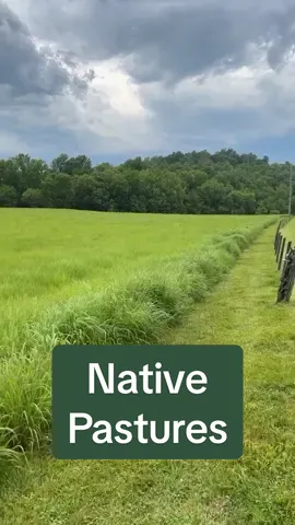 This is a monoculture of Big Bluestem used for seed production. Our grasslands should be full of forbs, sedges, and other grasses. Biodiversity creates healthy grasslands! #nativehabitatproject #nativegrasses #beef #grasslands #prairies #conservation 