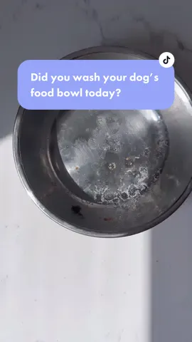 It’s easy to forget to wash your dog’s food bowl every day, but it should be an important step in your daily #dogfeedingroutine Studies show that dog bowls are one of the most germ filled things in your kitchen! #dogfactspeopledidntknow #doghealthtip 