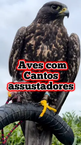 Até qual nível você conguiu chegar?😳⚠️👀#Aves #cantos #mobelhagrande #rasgamortalha #baleaneceprex #urutau #corvo #medo #fatosinteressantes #fatos #assustador😱😱 #suspense #fatosinacreditaveiss #foryou #curiosidade #avescomcantosassustadores @FATOSINACREDITÁVEIS @FATOSINACREDITÁVEIS @FATOSINACREDITÁVEIS 
