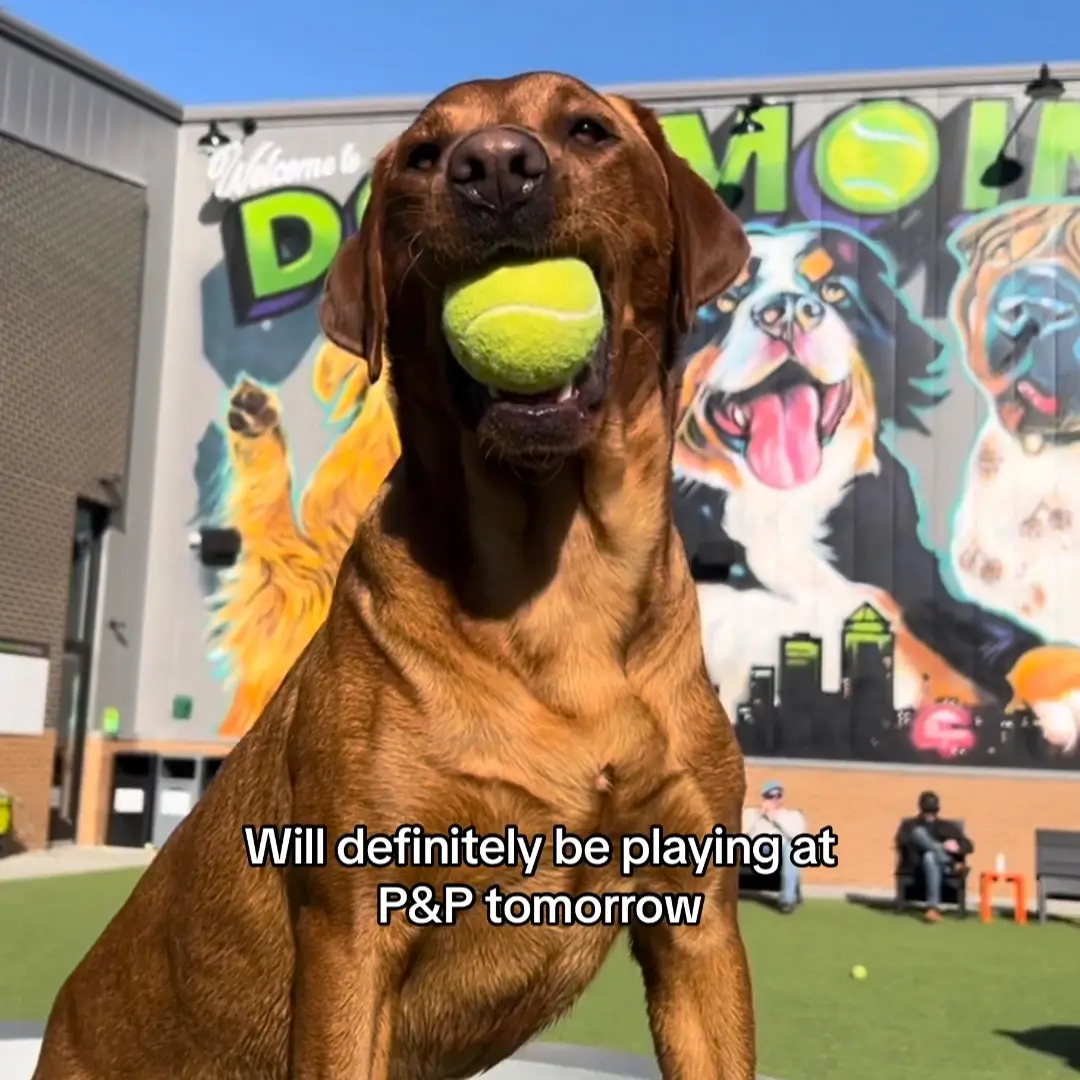 Always having a ball at Paws & Pints 🎾🐶 #pawsandpintsdsm #dogparkplay #dogsontiktok 