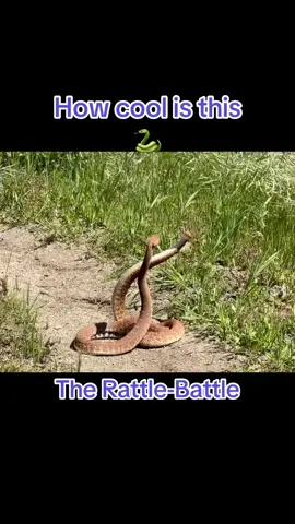 Two male Rattlesnakes battle for who gets the girl. Nobody gets hurt (except their pride) and winner takes all #snakewranglerbruce #justcallbruce #snake #fypシ #fight #battle #sexy #video 