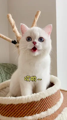 你不是說要好好追我嗎？說話不算數～#萌寵 #cat #tiktok #鏟屎官的樂趣 #貓 