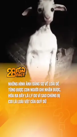 LÝ DO DÊ TẠI SAO LẠI BỊ COI LẠI LOÀI VẬT CỦA QUỶ DỮ #theanh28  #theanh28funfact #funfacts  #creppy #LearnOnTikTok