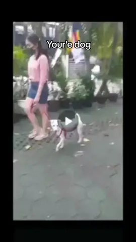 merekam anjing kok bukan kamu#yourdog #fypシ゚viral #ngakakkocak #videolucu ##videolucu 