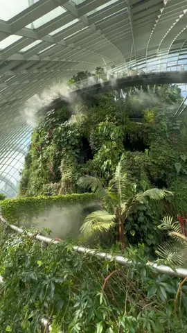 Cloud Forest ☁️🌳 Gardens By The Bay, Singapore #cloudforest #gardensbythebay #singapore #singaporetiktok #travel 
