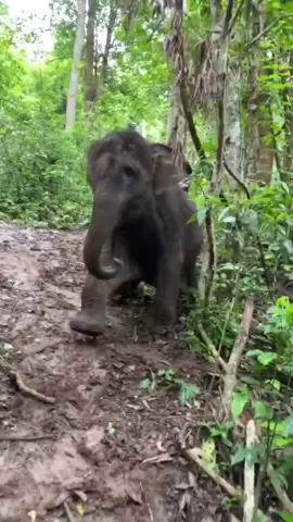 A baby elephant that wants to slide down as soon as it goes downhill.😂😂#tiktok #fyp #elephants #animals 