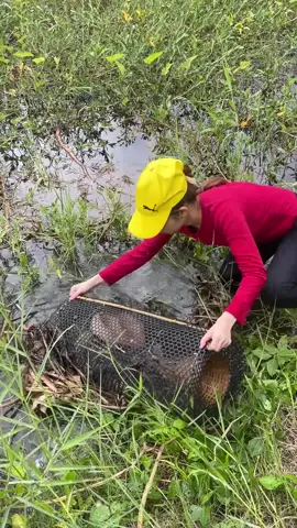 Unbelievable fish trapping technique with the most unique survival skills 😱 #fishing 