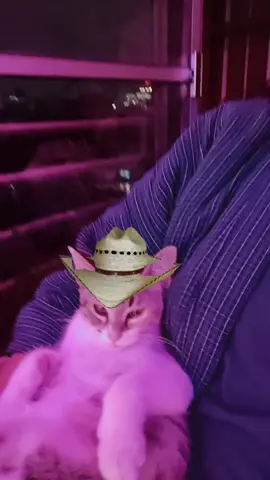 #cat 