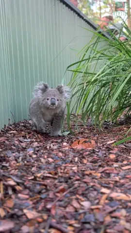 Since he was born, Olaf the koala is always eager for a warm hug 🐨💚 #koala #koalajoey #cuteanimals #australia #australianreptilepark