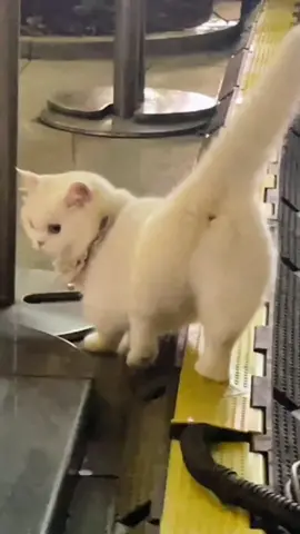 #cute #cat  