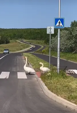 #ordre #fupシ #fypシ゚viral #viral #explore 